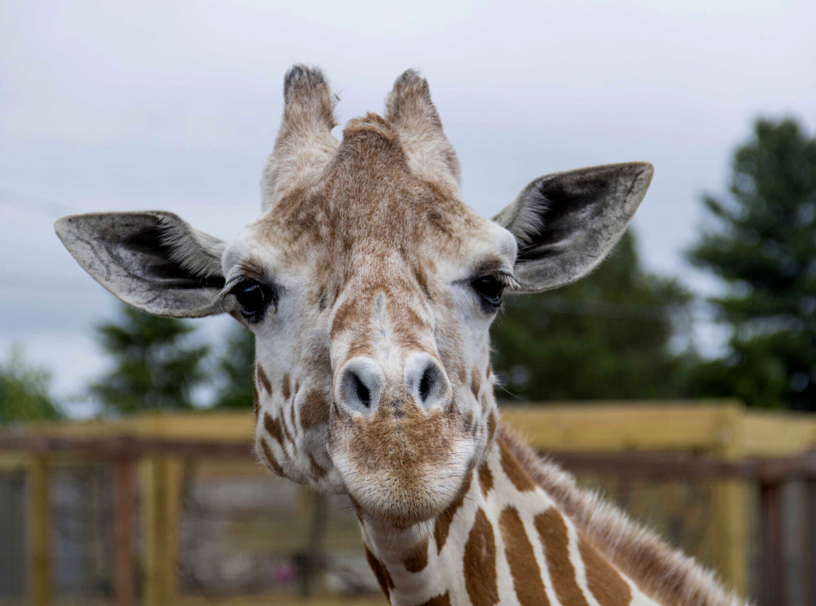 April the Giraffe